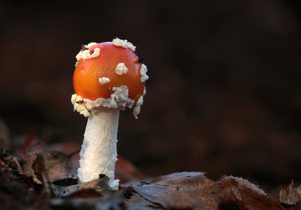 Fly Agaric 1